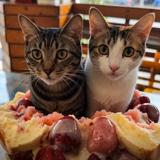 由 louis_cat_750926 (刊登 ID 1466332802,圖片 1) 提交,位於 的 (類別:),說明:。