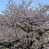 (Category: ) located in . Submitted by biruniru (Listing ID 1439001436, Image 1). Description: .