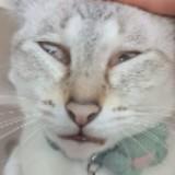 (Category: ) located in . Submitted by meowwwww666 (Listing ID 1465707237, Image 1). Description: .