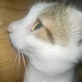 (分類:)位於 。 由 ichikaaaaaaaaaa 提交(商品編號 1461312671,圖片 1)。簡介: 。