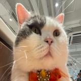 (分類:)位於 。 由 heiheiheyhey._. 提交(商品編號 1455078597,圖片 1)。簡介: 。