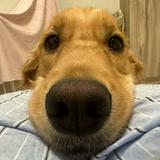 (分類:)位於 。 由 maltese_retriever 提交(商品編號 1460471744,圖片 1)。簡介: 。