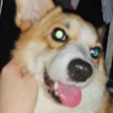 (Category: ) located in . Submitted by reesethecorgi (Listing ID 1314997224, Image 1). Description: .