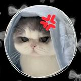 (Category: ) located in . Submitted by grandrabbit_9c160e (Listing ID 1439923032, Image 1). Description: .