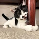 (Category: ) located in . Submitted by little_bluebella (Listing ID 1363464051, Image 1). Description: .