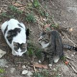 (Category: ) located in . Submitted by adra.c (Listing ID 1441342960, Image 1). Description: .