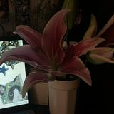 (Category: ) located in . Submitted by ssydnaee (Listing ID 1460273750, Image 1). Description: .
