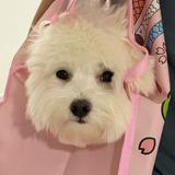 (Category: ) located in . Submitted by shopaholicme31_ (Listing ID 1440778395, Image 1). Description: .