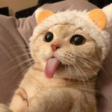 (分類:)位於 。 由 alanliang_0808 提交(商品編號 1464085390,圖片 1)。簡介: 。