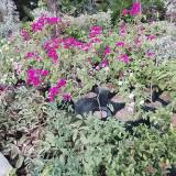 (Category: ) located in . Submitted by melanie_rili (Listing ID 1441611078, Image 1). Description: .
