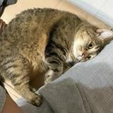 (Category: ) located in . Submitted by mightycat.12a711 (Listing ID 1441646085, Image 1). Description: .