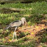 (Category: ) located in . Submitted by openbill (Listing ID 1305474517, Image 1). Description: .
