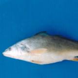 (分類:)位於 。 由 zenfish_1065 提交(商品編號 1450434615,圖片 1)。簡介: 。