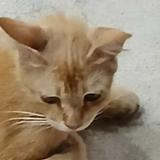 (Category: ) located in . Submitted by justcat0 (Listing ID 1441938057, Image 1). Description: .