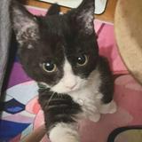 (Category: ) located in . Submitted by youyoselin55519 (Listing ID 1444547759, Image 1). Description: .