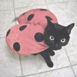 (Category: ) located in . Submitted by thirahmisu (Listing ID 1442634719, Image 1). Description: .