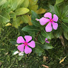 (Category: ) located in . Submitted by bsyang_sg (Listing ID 1454524040, Image 1). Description: .