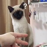 (分類:)位於 。 由 you1201 提交(商品編號 1442505484,圖片 1)。簡介: 。