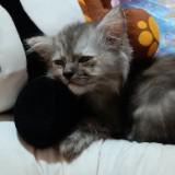 (Category: ) located in . Submitted by calm.yayanana (Listing ID 1442617683, Image 1). Description: .