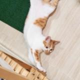 (分類:)位於 。 由 haha0527.haha 提交(商品編號 1456200434,圖片 1)。簡介: 。