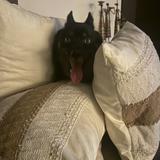 (Category: ) located in . Submitted by mel0569 (Listing ID 1442783127, Image 1). Description: .