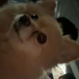 (Category: ) located in . Submitted by norman_caran (Listing ID 1442897618, Image 1). Description: .