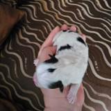 (Category: ) located in . Submitted by jed.72 (Listing ID 1443084239, Image 1). Description: .