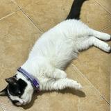 (Category: ) located in . Submitted by cece14237 (Listing ID 1464196623, Image 1). Description: .