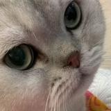 (分類:)位於 。 由 mystic_aahahahahahah 提交(商品編號 1443230348,圖片 1)。簡介: 。