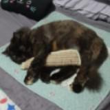 (Category: ) located in . Submitted by nsha00 (Listing ID 1444032554, Image 1). Description: .