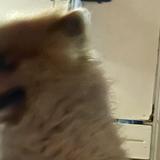 (Category: ) located in . Submitted by hahn_ (Listing ID 1443420155, Image 1). Description: .