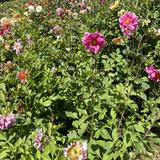 (Category: ) located in . Submitted by lizafernandez (Listing ID 1443440837, Image 1). Description: .