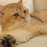 (Category: ) located in . Submitted by isaiahejli83849 (Listing ID 1444056057, Image 1). Description: .