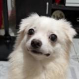 (Category: ) located in . Submitted by cdlimm (Listing ID 1443419247, Image 1). Description: .