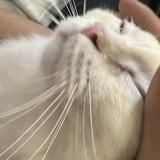 (分類:)位於 。 由 yeeeeu 提交(商品編號 1452678222,圖片 1)。簡介: 。
