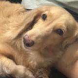 (Category: ) located in . Submitted by emerson.ee (Listing ID 1443908079, Image 1). Description: .