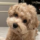 (Category: ) located in . Submitted by sku11m0nkee (Listing ID 1448478293, Image 1). Description: .