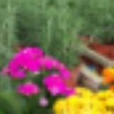 (Category: ) located in . Submitted by niknik2002 (Listing ID 1453724879, Image 1). Description: .