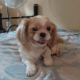 (Category: ) located in . Submitted by momshiebear (Listing ID 1446172332, Image 1). Description: .
