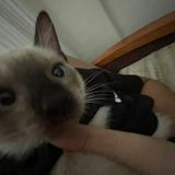 (Category: ) located in . Submitted by aismiloxtraais (Listing ID 1445187617, Image 1). Description: .