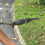 (Category: ) located in . Submitted by cute_gina_komodo_dragon (Listing ID 1444458319, Image 1). Description: .