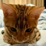 (Category: ) located in . Submitted by sesame.1314 (Listing ID 1463385620, Image 1). Description: .