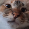 (Category: ) located in . Submitted by calmwind.ed4c4a (Listing ID 1452949151, Image 1). Description: .