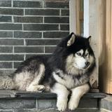 (Category: ) located in . Submitted by tembor (Listing ID 1444958350, Image 1). Description: .