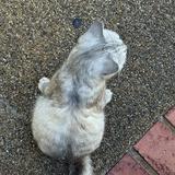 (Category: ) located in . Submitted by gladyss_ (Listing ID 1459241331, Image 1). Description: .