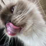 (Category: ) located in . Submitted by goldfish1_1 (Listing ID 1445546766, Image 1). Description: .