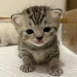 (分類:)位於 。 由 chenggg2 提交(商品編號 1445013219,圖片 1)。簡介: 。