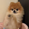 (Category: ) located in . Submitted by jiesanlim (Listing ID 1455475175, Image 1). Description: .