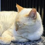 (Category: ) located in . Submitted by schrodingerscat99 (Listing ID 1445029368, Image 1). Description: .