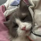 (Category: ) located in . Submitted by beaanikasc15079 (Listing ID 1445153885, Image 1). Description: .